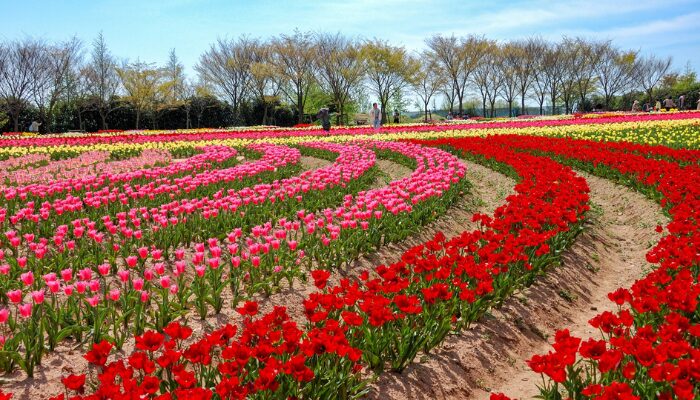 世羅ワイナリー